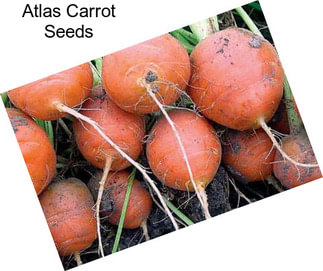 Atlas Carrot Seeds