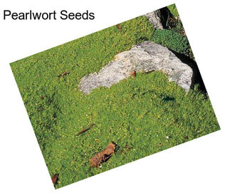 Pearlwort Seeds