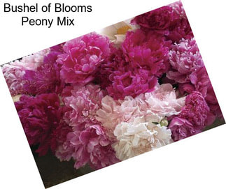 Bushel of Blooms Peony Mix