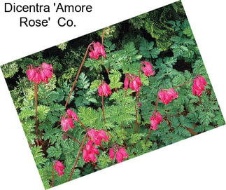 Dicentra \'Amore Rose\'  Co.