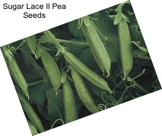 Sugar Lace II Pea Seeds