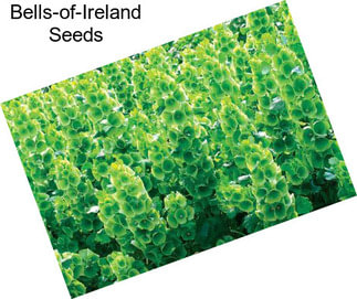 Bells-of-Ireland Seeds