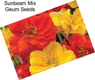 Sunbeam Mix Geum Seeds