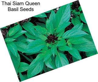 Thai Siam Queen Basil Seeds