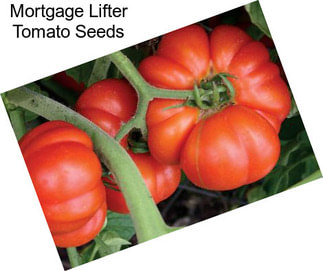 Mortgage Lifter Tomato Seeds