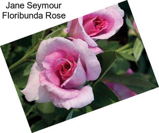 Jane Seymour Floribunda Rose