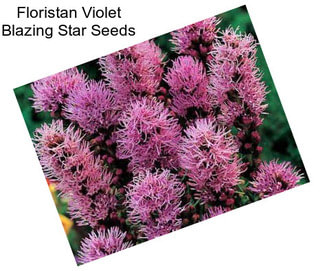 Floristan Violet Blazing Star Seeds