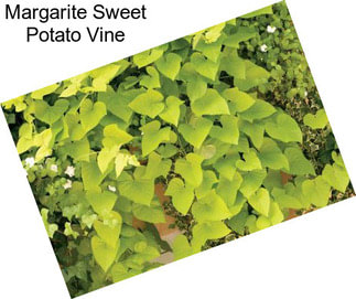 Margarite Sweet Potato Vine