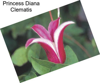 Princess Diana Clematis