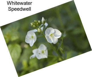 Whitewater Speedwell