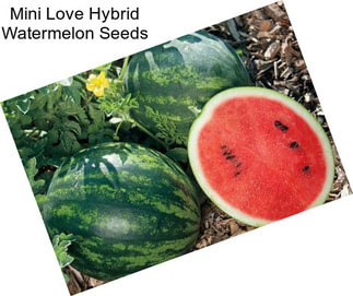 Mini Love Hybrid Watermelon Seeds