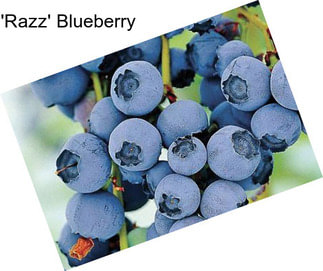 \'Razz\' Blueberry