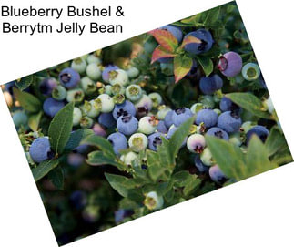 Blueberry Bushel & Berrytm Jelly Bean