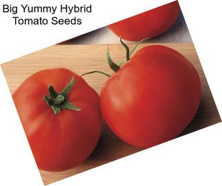 Big Yummy Hybrid Tomato Seeds