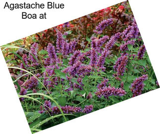 Agastache Blue Boa at