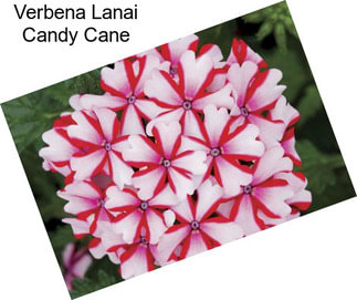 Verbena Lanai Candy Cane