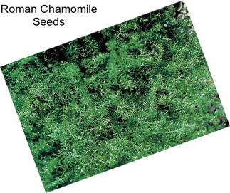 Roman Chamomile Seeds