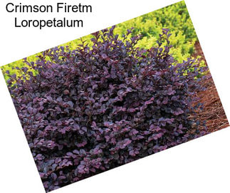 Crimson Firetm Loropetalum