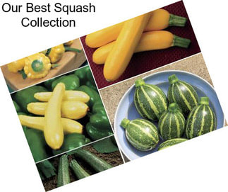 Our Best Squash Collection