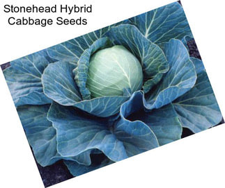 Stonehead Hybrid Cabbage Seeds