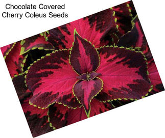 Chocolate Covered Cherry Coleus Seeds