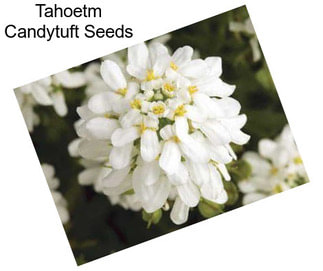 Tahoetm Candytuft Seeds
