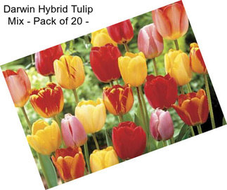 Darwin Hybrid Tulip Mix - Pack of 20 -