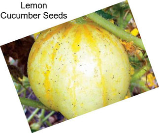 Lemon Cucumber Seeds