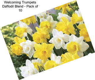 Welcoming Trumpets Daffodil Blend - Pack of 10
