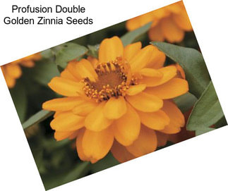 Profusion Double Golden Zinnia Seeds