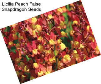 Licilia Peach False Snapdragon Seeds