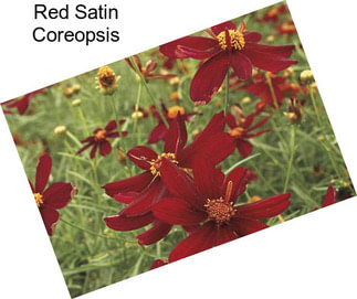 Red Satin Coreopsis