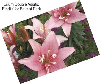 Lilium Double Asiatic \'Elodie\' for Sale at Park