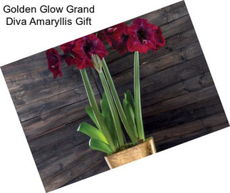 Golden Glow Grand Diva Amaryllis Gift