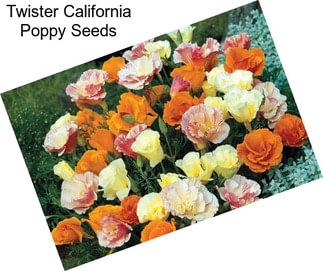 Twister California Poppy Seeds