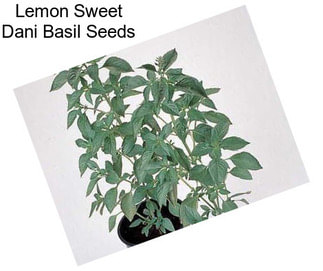 Lemon Sweet Dani Basil Seeds