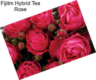 Fijitm Hybrid Tea Rose