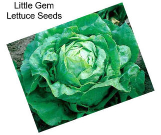 Little Gem Lettuce Seeds