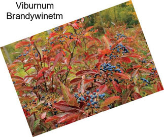 Viburnum Brandywinetm