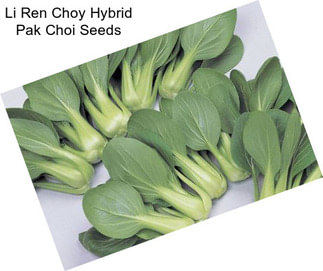 Li Ren Choy Hybrid Pak Choi Seeds