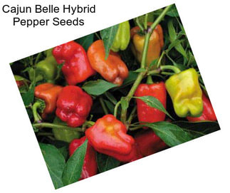Cajun Belle Hybrid Pepper Seeds