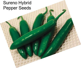 Sureno Hybrid Pepper Seeds