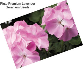 Pinto Premium Lavender Geranium Seeds