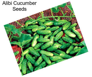 Alibi Cucumber Seeds