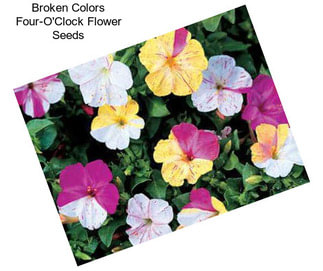 Broken Colors Four-O\'Clock Flower Seeds