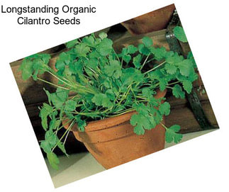 Longstanding Organic Cilantro Seeds