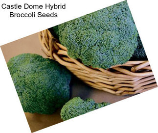 Castle Dome Hybrid Broccoli Seeds