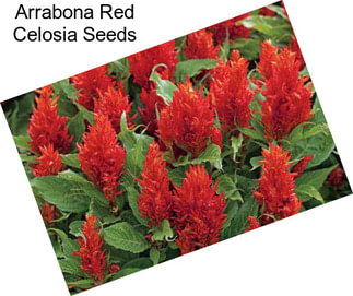 Arrabona Red Celosia Seeds