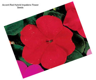 Accent Red Hybrid Impatiens Flower Seeds