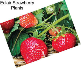 Eclair Strawberry Plants